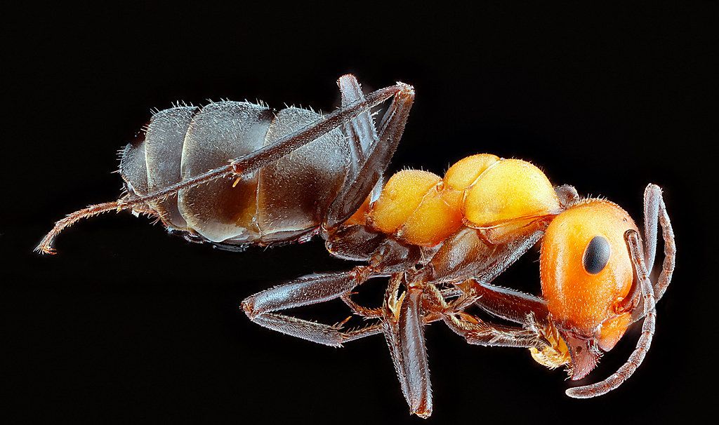 Ant Control service in Nampa, ID