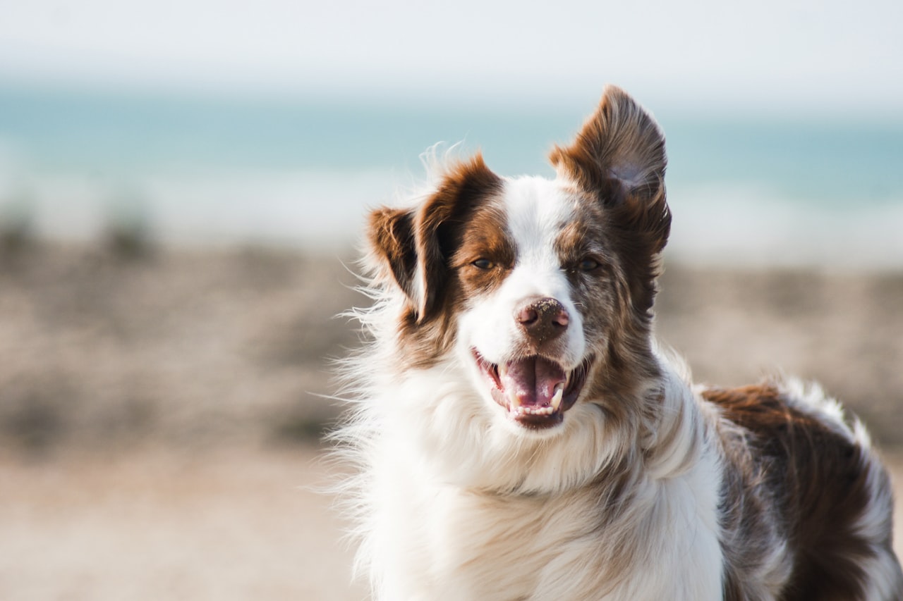 Flea & Tick Control service in Nampa, ID