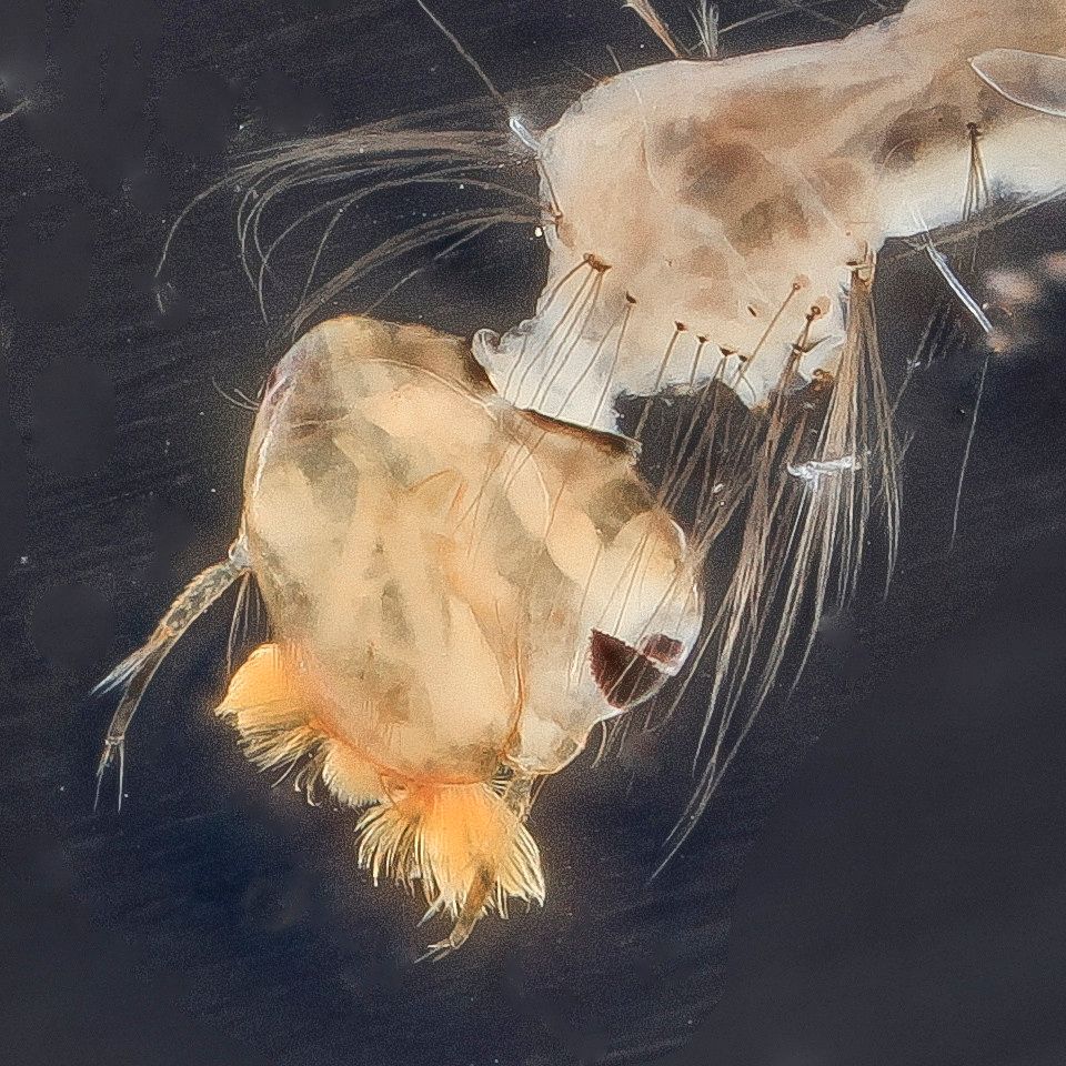 Mosquito Control service in Nampa, ID