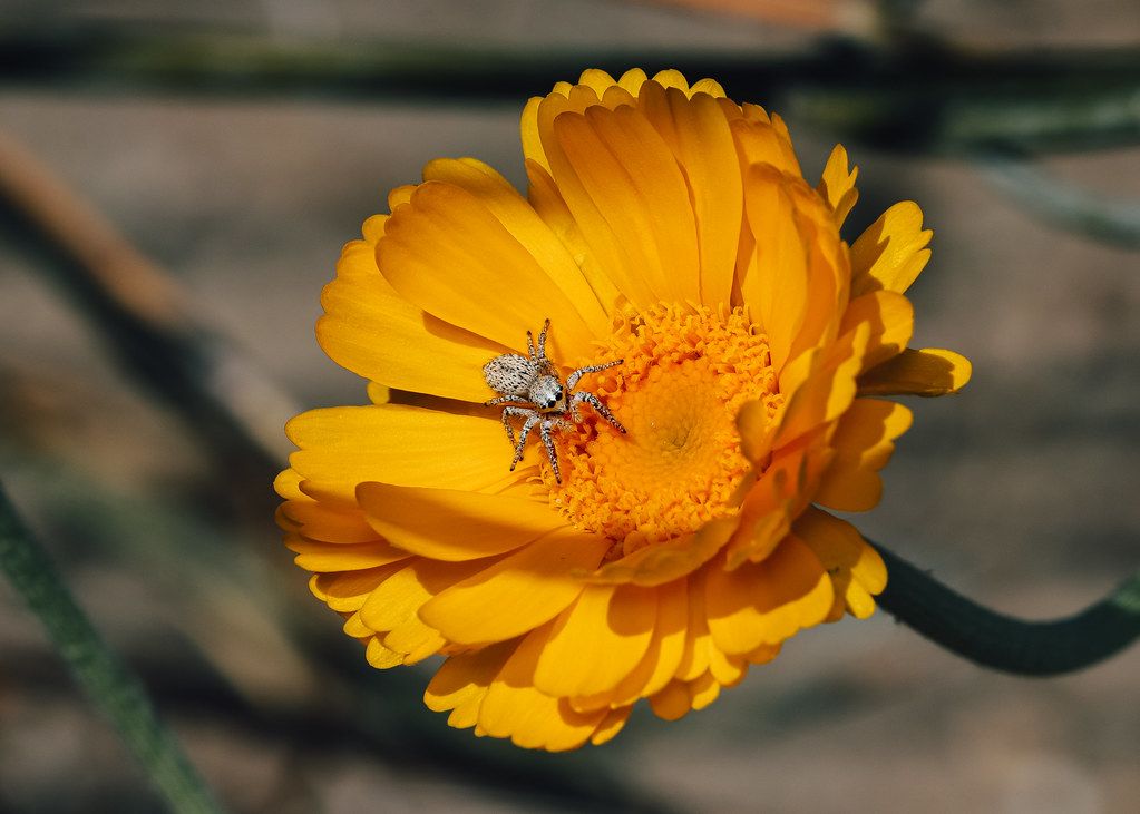 Spider Control service in Nampa, ID